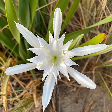 Il Giglio Di Mare, La A Un Passo Da Te * Пескара