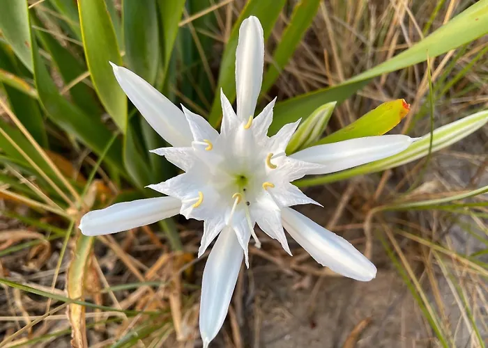 Il Giglio Di Mare, La A Un Passo Da Te * Пескара